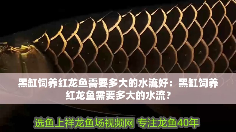 黑缸飼養紅龍魚需要多大的水流好：黑缸飼養紅龍魚需要多大的水流？