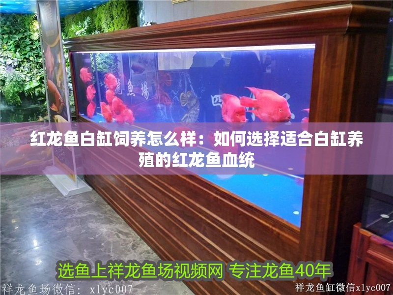 紅龍魚白缸飼養(yǎng)怎么樣：如何選擇適合白缸養(yǎng)殖的紅龍魚血統(tǒng)
