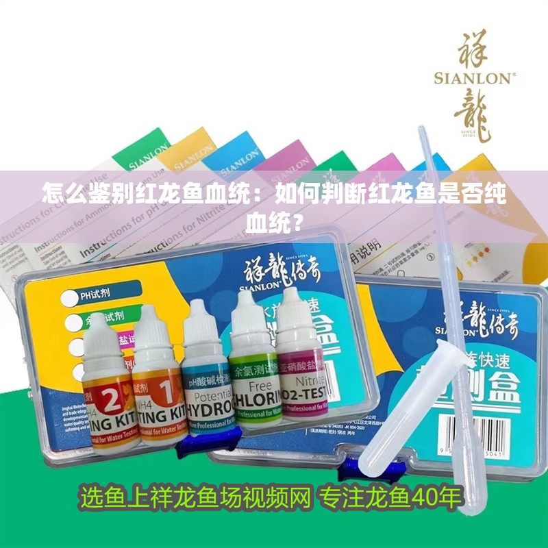 怎么鑒別紅龍魚血統：如何判斷紅龍魚是否純血統？