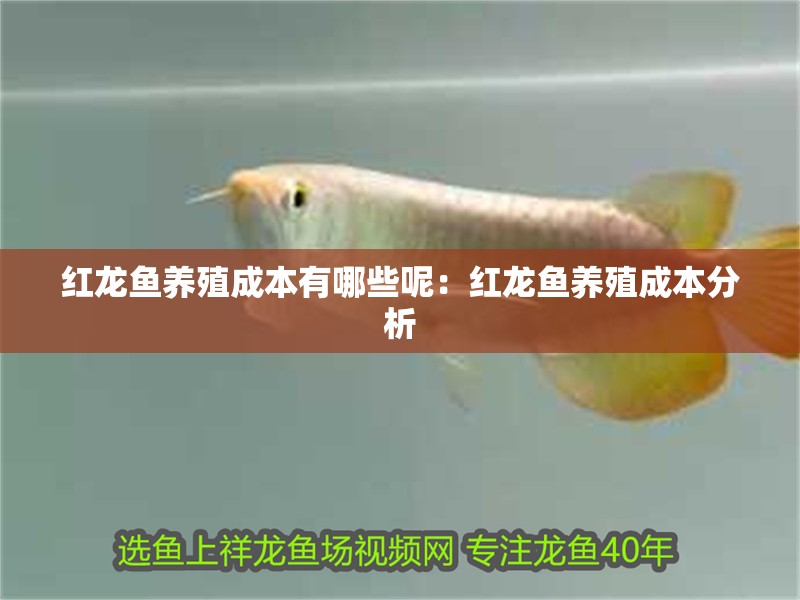 紅龍魚養(yǎng)殖成本有哪些呢：紅龍魚養(yǎng)殖成本分析