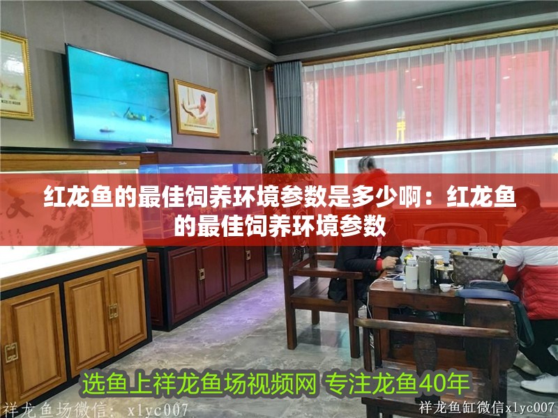 紅龍魚的最佳飼養環境參數是多少啊：紅龍魚的最佳飼養環境參數