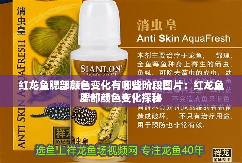 紅龍魚腮部顏色變化有哪些階段圖片：紅龍魚腮部顏色變化探秘