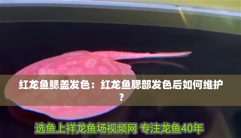 紅龍魚鰓蓋發色：紅龍魚腮部發色后如何維護？