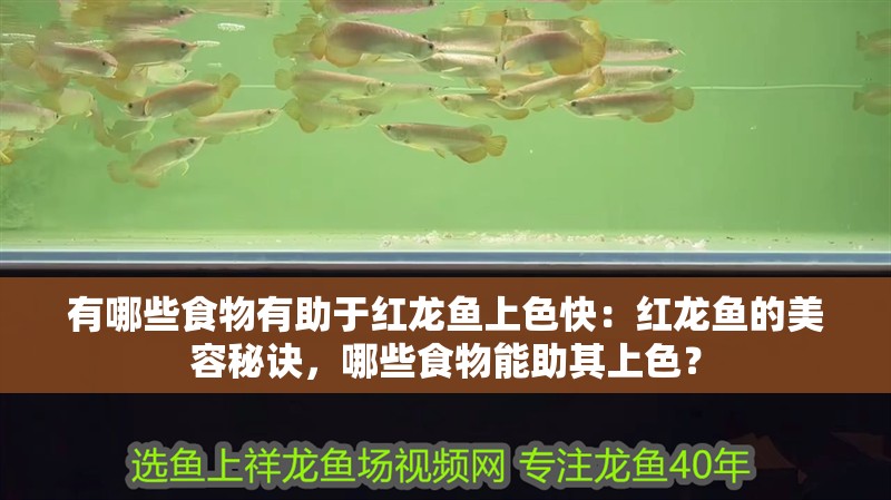 有哪些食物有助于紅龍魚上色快：紅龍魚的美容秘訣，哪些食物能助其上色？