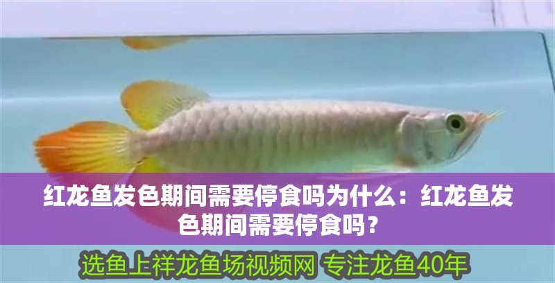 紅龍魚發色期間需要停食嗎為什么：紅龍魚發色期間需要停食嗎？