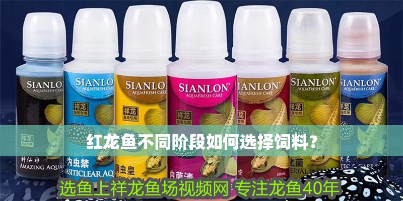 紅龍魚不同階段如何選擇飼料？