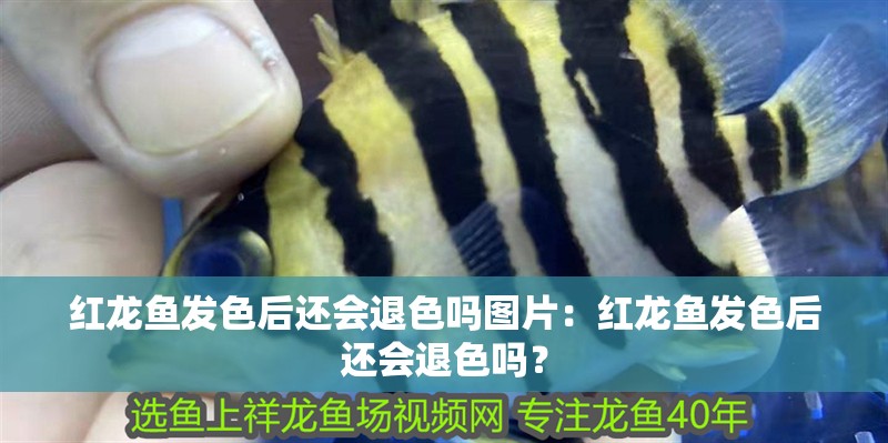 紅龍魚發色后還會退色嗎圖片：紅龍魚發色后還會退色嗎？