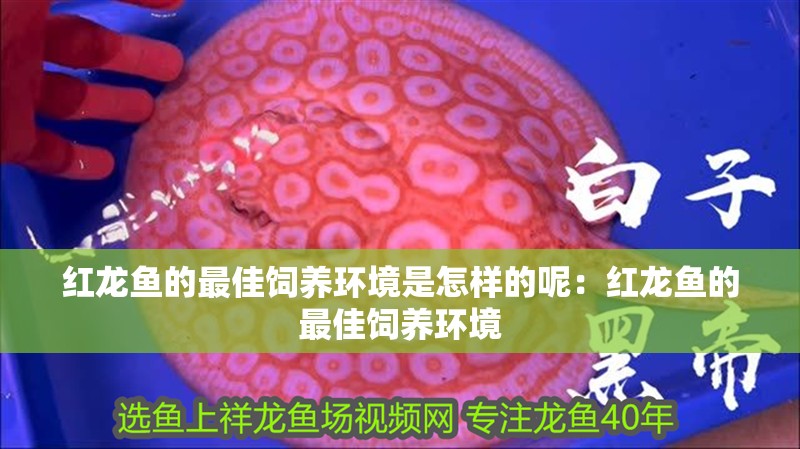紅龍魚的最佳飼養環境是怎樣的呢：紅龍魚的最佳飼養環境
