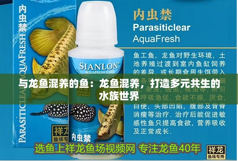 與龍魚混養的魚：龍魚混養，打造多元共生的水族世界