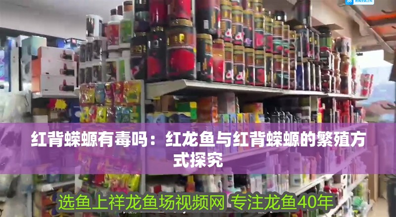 紅背蠑螈有毒嗎：紅龍魚與紅背蠑螈的繁殖方式探究