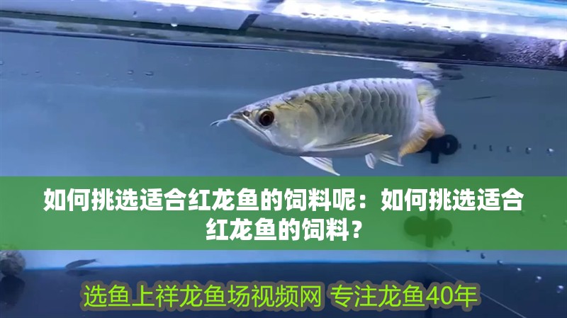 如何挑選適合紅龍魚的飼料呢：如何挑選適合紅龍魚的飼料？
