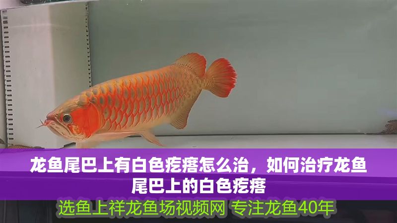 龍魚尾巴上有白色疙瘩怎么治，如何治療龍魚尾巴上的白色疙瘩 龍魚尾巴上有白色疙瘩怎么治，如何治療龍魚尾巴上的白色疙瘩 龍魚百科 第2張