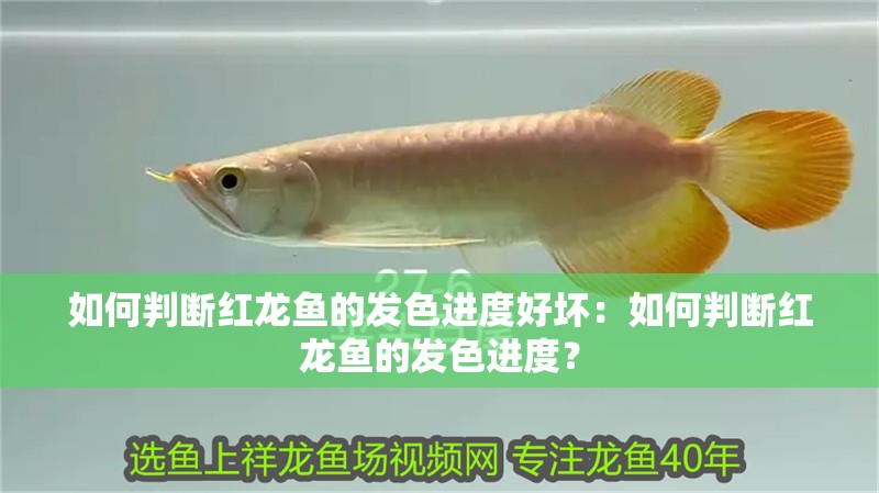 如何判斷紅龍魚的發色進度好壞：如何判斷紅龍魚的發色進度？