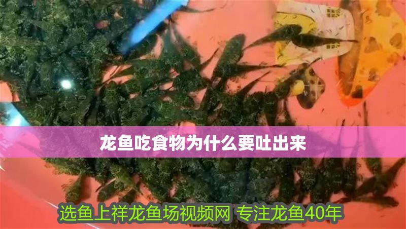 龍魚吃食物為什么要吐出來