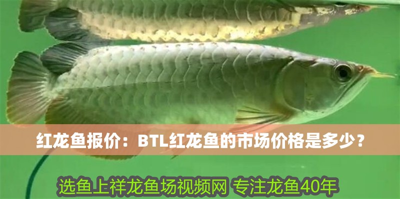 紅龍魚報價：BTL紅龍魚的市場價格是多少？