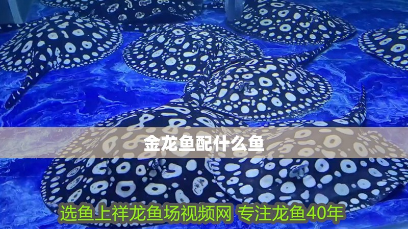 金龍魚配什么魚