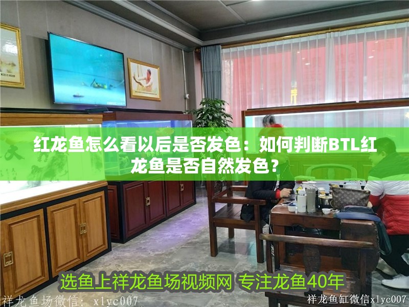 紅龍魚怎么看以后是否發色：如何判斷BTL紅龍魚是否自然發色？