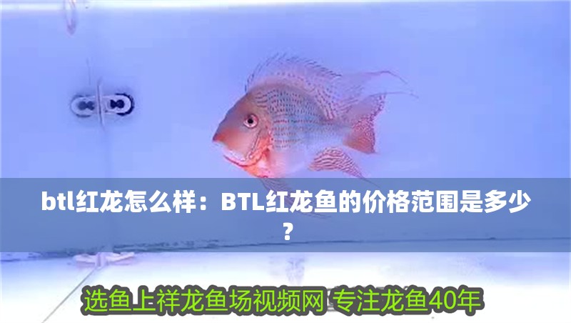 btl紅龍怎么樣：BTL紅龍魚的價格范圍是多少？