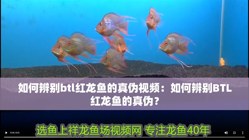 如何辨別btl紅龍魚的真偽視頻：如何辨別BTL紅龍魚的真偽？