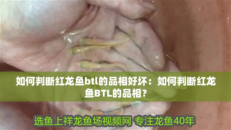 如何判斷紅龍魚btl的品相好壞：如何判斷紅龍魚BTL的品相？