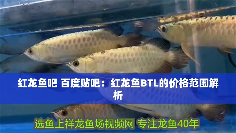 紅龍魚吧 百度貼吧：紅龍魚BTL的價格范圍解析