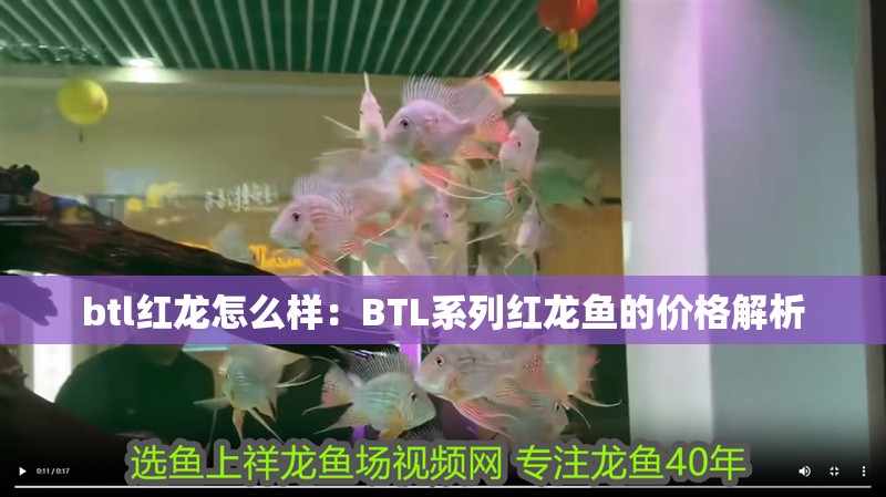 btl紅龍怎么樣：BTL系列紅龍魚的價格解析