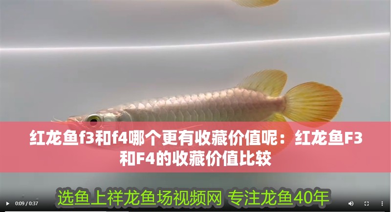 紅龍魚f3和f4哪個更有收藏價值呢：紅龍魚F3和F4的收藏價值比較