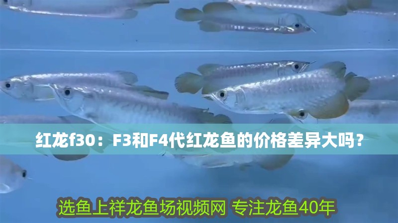 紅龍f30：F3和F4代紅龍魚的價格差異大嗎？