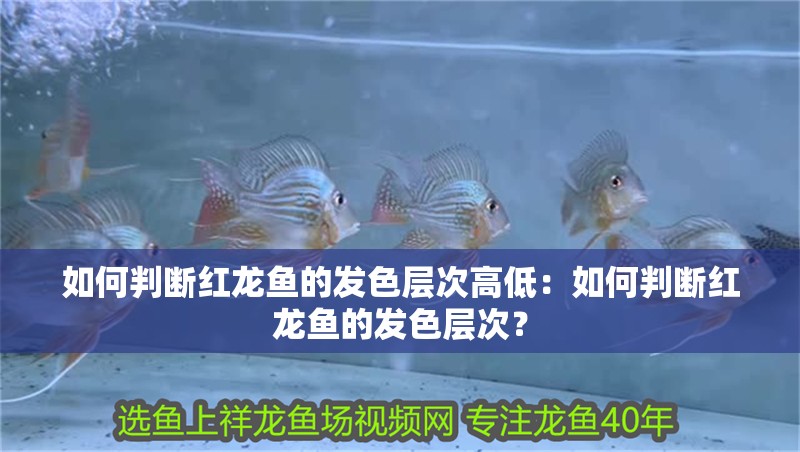 如何判斷紅龍魚的發色層次高低：如何判斷紅龍魚的發色層次？
