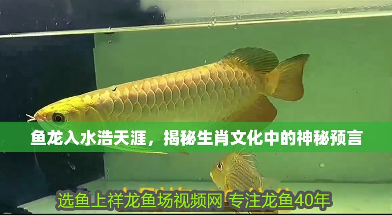 魚龍入水浩天涯，揭秘生肖文化中的神秘預言