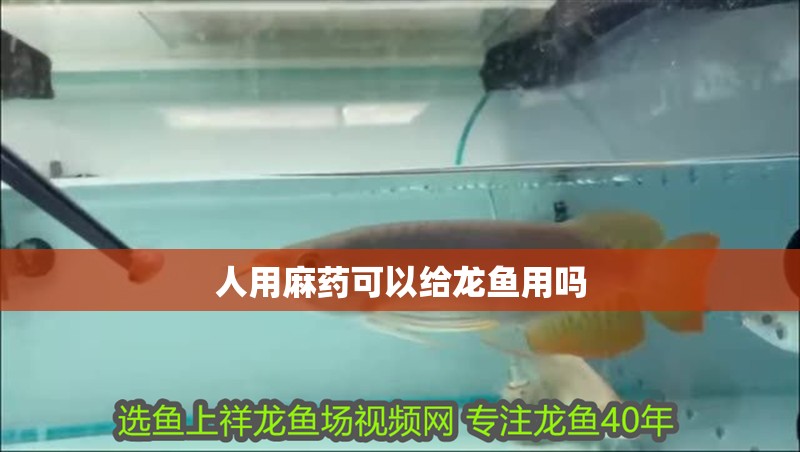 人用麻藥可以給龍魚用嗎 人用麻藥可以給龍魚用嗎 龍魚百科