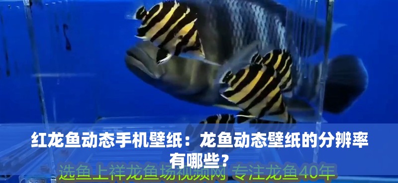 紅龍魚動態手機壁紙：龍魚動態壁紙的分辨率有哪些？