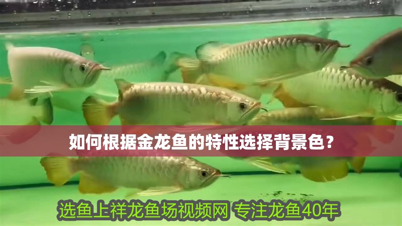 如何根據金龍魚的特性選擇背景色？