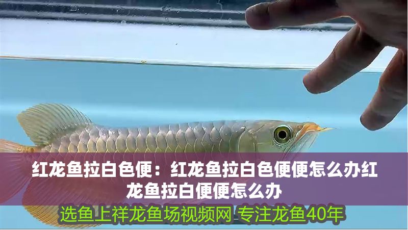 紅龍魚拉白色便：紅龍魚拉白色便便怎么辦紅龍魚拉白便便怎么辦