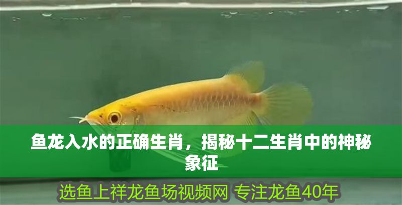 魚龍入水的正確生肖，揭秘十二生肖中的神秘象征 魚龍入水的正確生肖，揭秘十二生肖中的神秘象征 龍魚百科 第1張