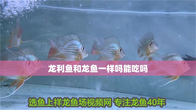 龍利魚和龍魚一樣嗎能吃嗎