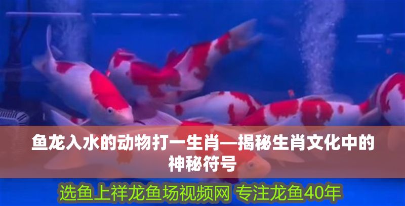 魚龍入水的動物打一生肖—揭秘生肖文化中的神秘符號