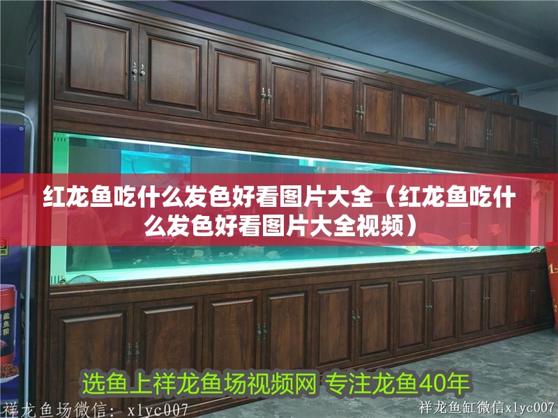 紅龍魚吃什么發色好看圖片大全（紅龍魚吃什么發色好看圖片大全視頻）