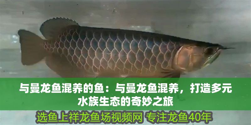 與曼龍魚混養的魚：與曼龍魚混養，打造多元水族生態的奇妙之旅