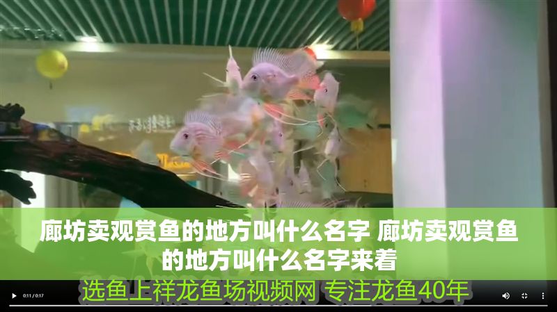 廊坊賣觀賞魚的地方叫什么名字 廊坊賣觀賞魚的地方叫什么名字來著