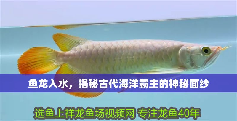魚龍入水，揭秘古代海洋霸主的神秘面紗