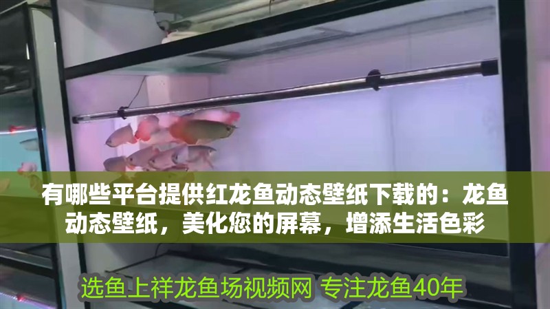 有哪些平臺提供紅龍魚動態壁紙下載的：龍魚動態壁紙，美化您的屏幕，增添生活色彩