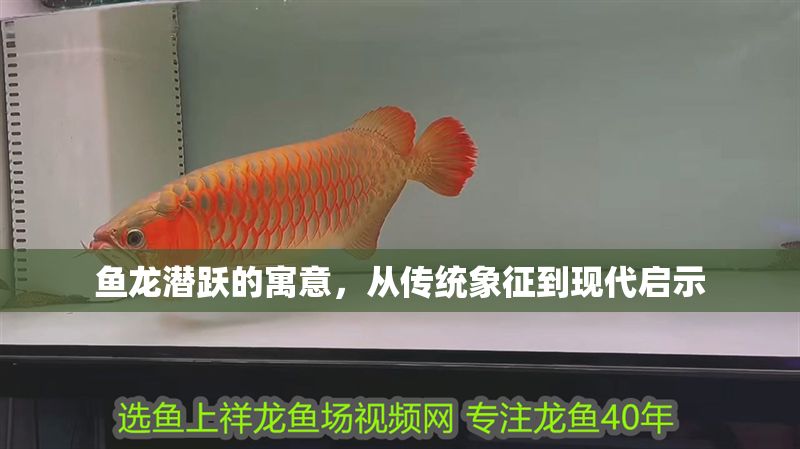 魚龍潛躍的寓意，從傳統象征到現代啟示