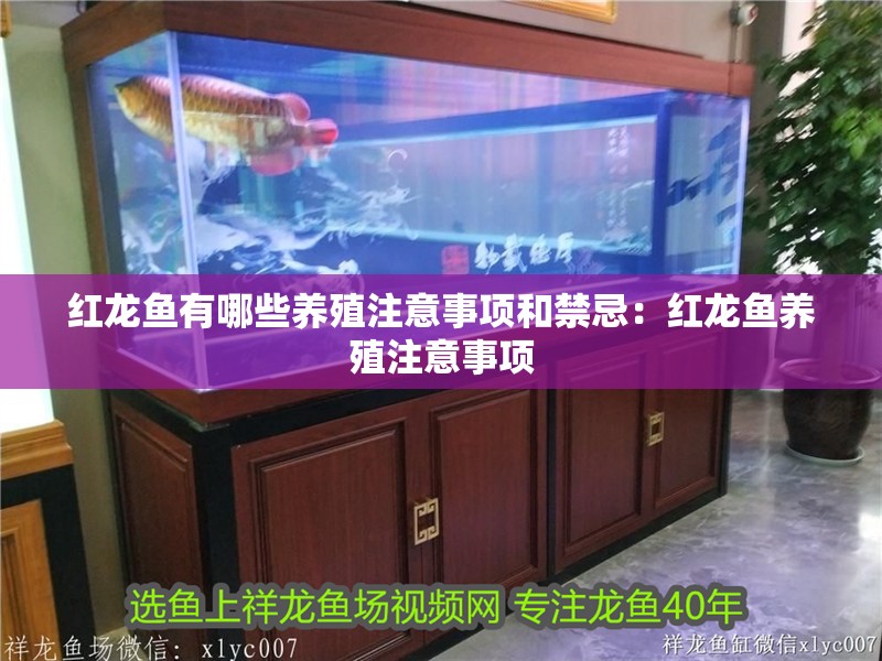 紅龍魚有哪些養殖注意事項和禁忌：紅龍魚養殖注意事項