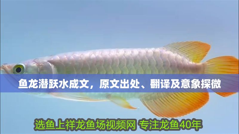 魚龍潛躍水成文，原文出處、翻譯及意象探微