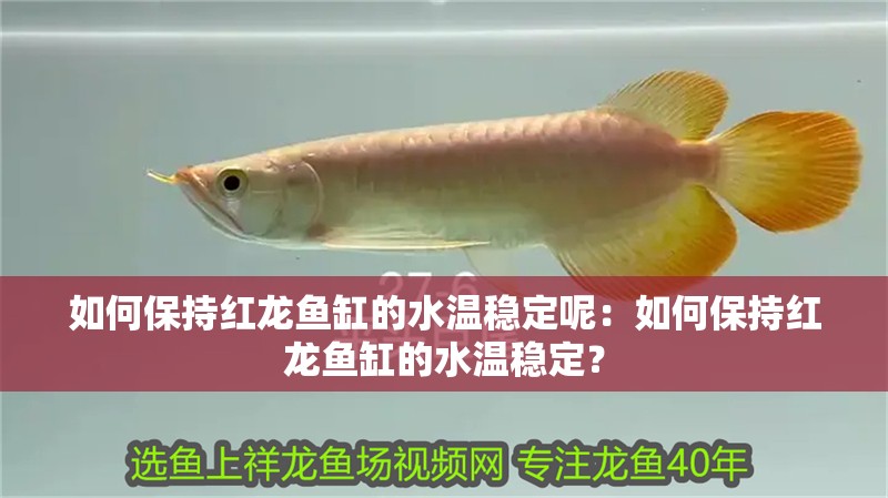 如何保持紅龍魚缸的水溫穩定呢：如何保持紅龍魚缸的水溫穩定？