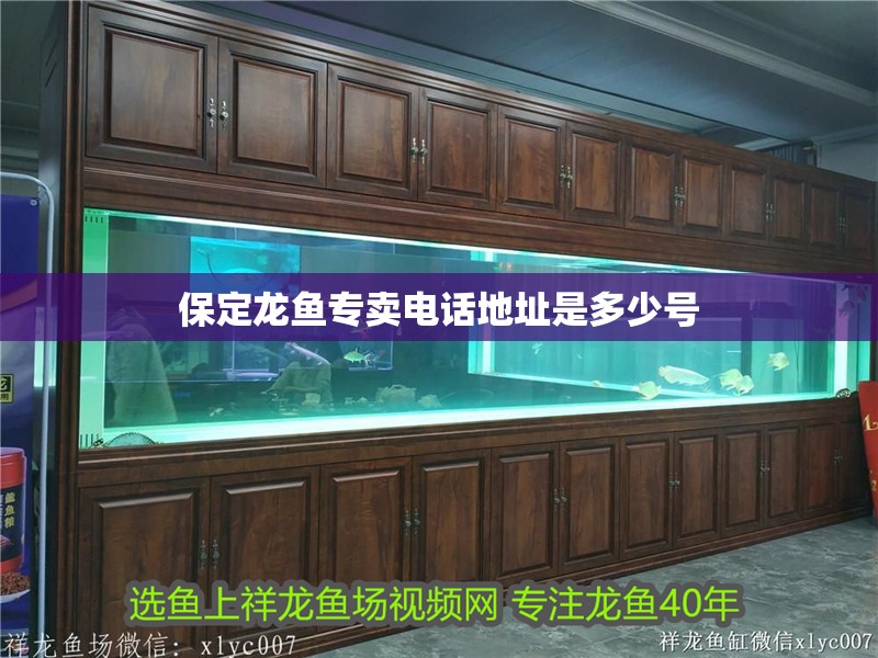 保定龍魚專賣電話地址是多少號 保定龍魚專賣電話地址是多少號 龍魚百科