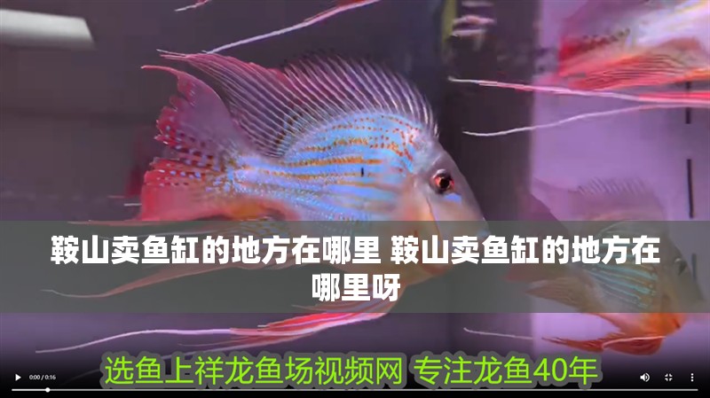 鞍山賣魚缸的地方在哪里 鞍山賣魚缸的地方在哪里呀
