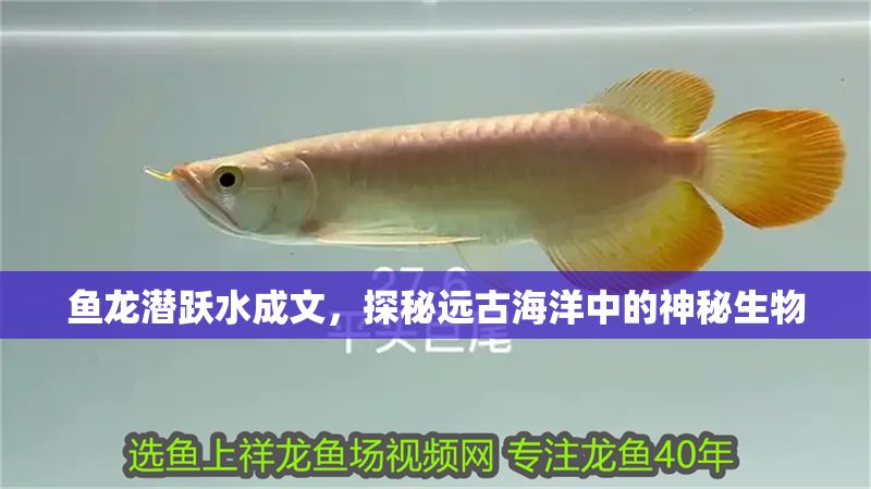 魚龍潛躍水成文，探秘遠古海洋中的神秘生物