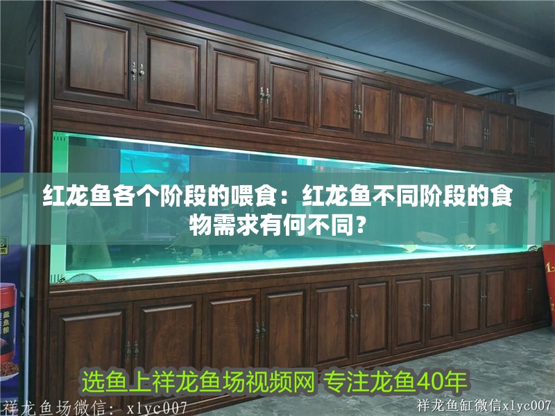 紅龍魚各個(gè)階段的喂食：紅龍魚不同階段的食物需求有何不同？